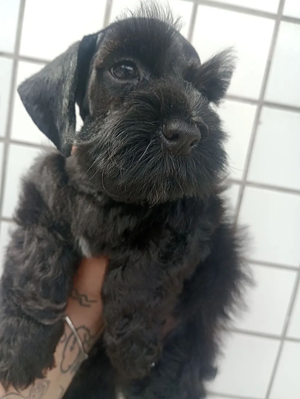 Schnauzer Miniatura macho  - Foto 2