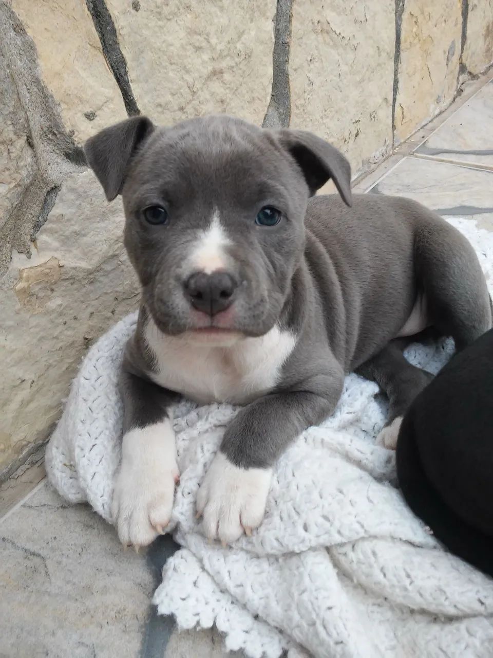 DOANDO PIT  BULL - Foto 2