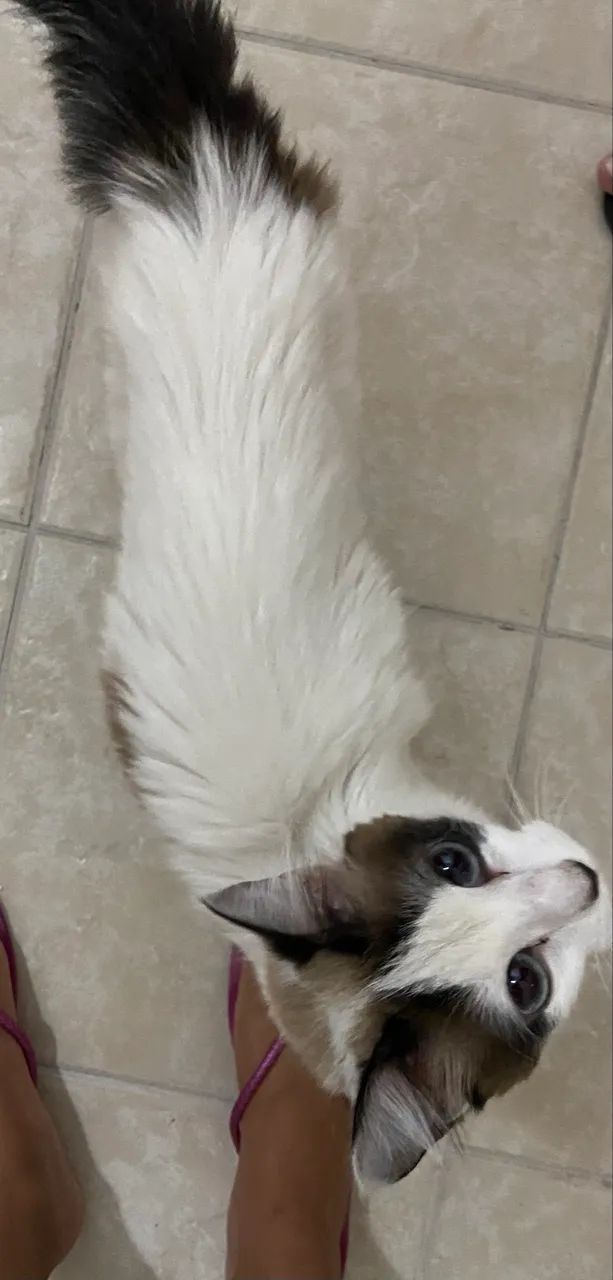 Gata resgatada - Foto 2