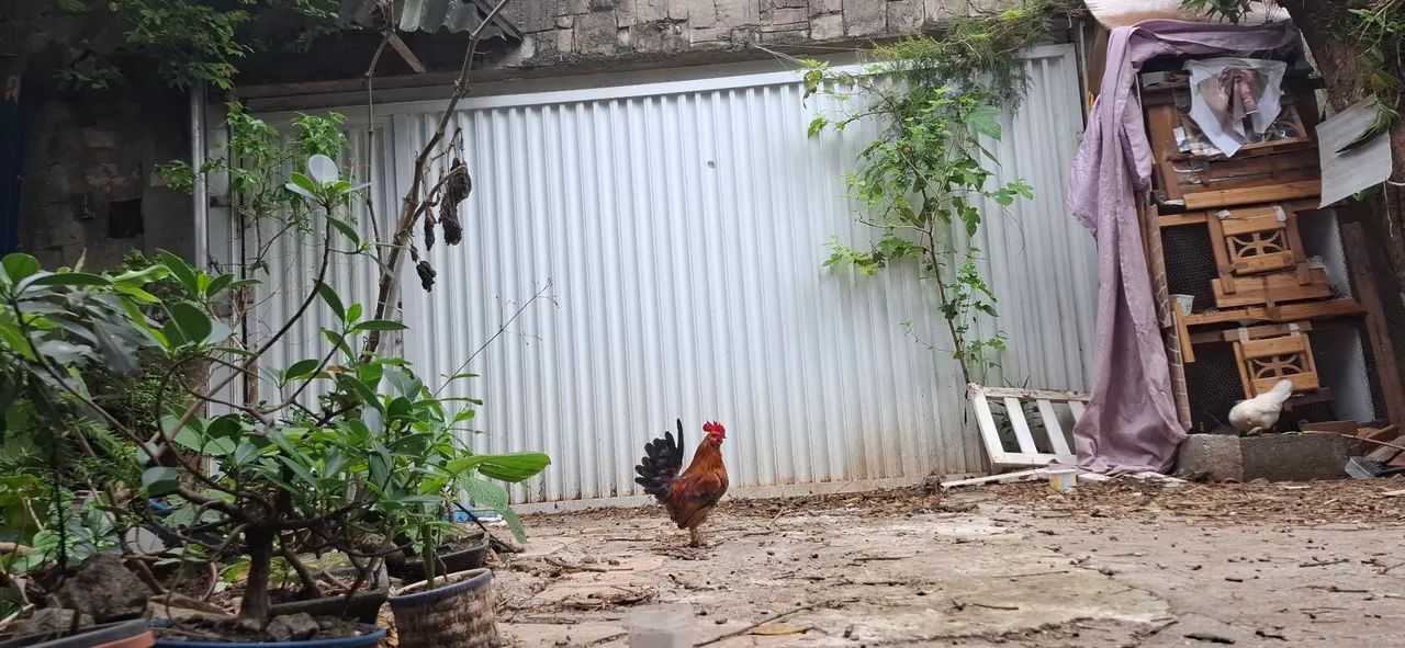 Galo belgian 