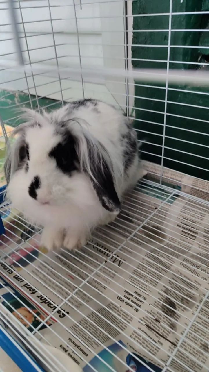 Coelho de raça  - Foto 2