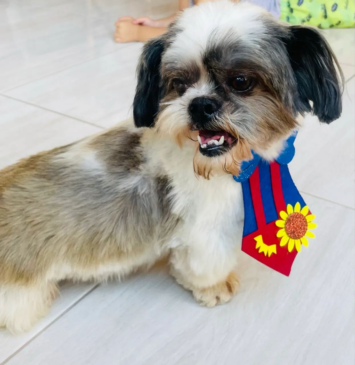 Adoção Responsabilidade Shihtzu