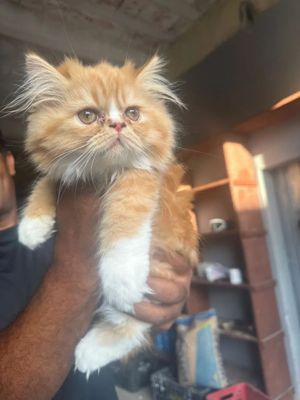 Gato persa  - Foto 5