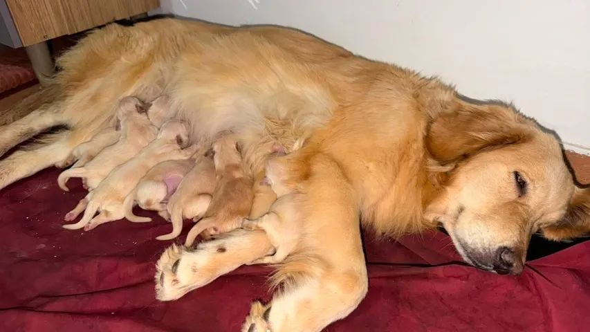 Golden Retriever  - Foto 3