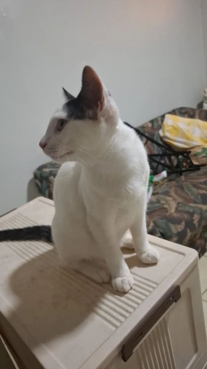 Gatinho para adoção RESPONSÁVEL!!!! - Foto 4