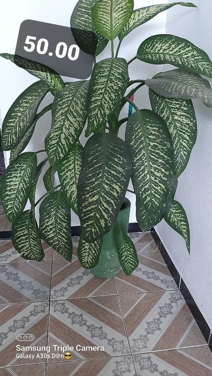 Plantas de dona Nice  - Foto 5