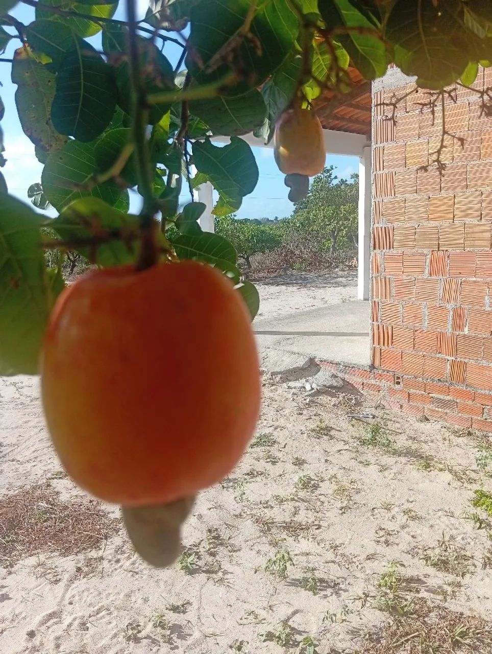 Vendo ou troco chácara em trairi ce - Foto 5