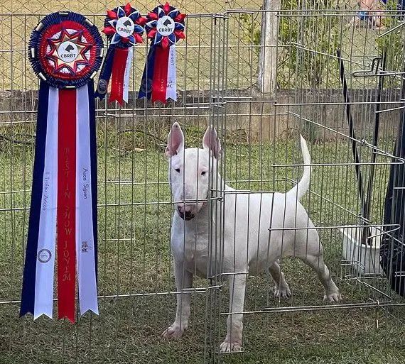 BULL TERRIER PARA COBERTURA 1,500 - Foto 2