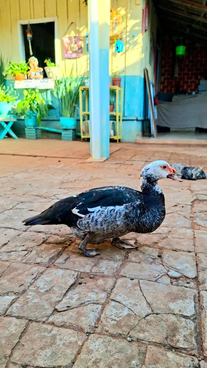 Patos - Foto 2