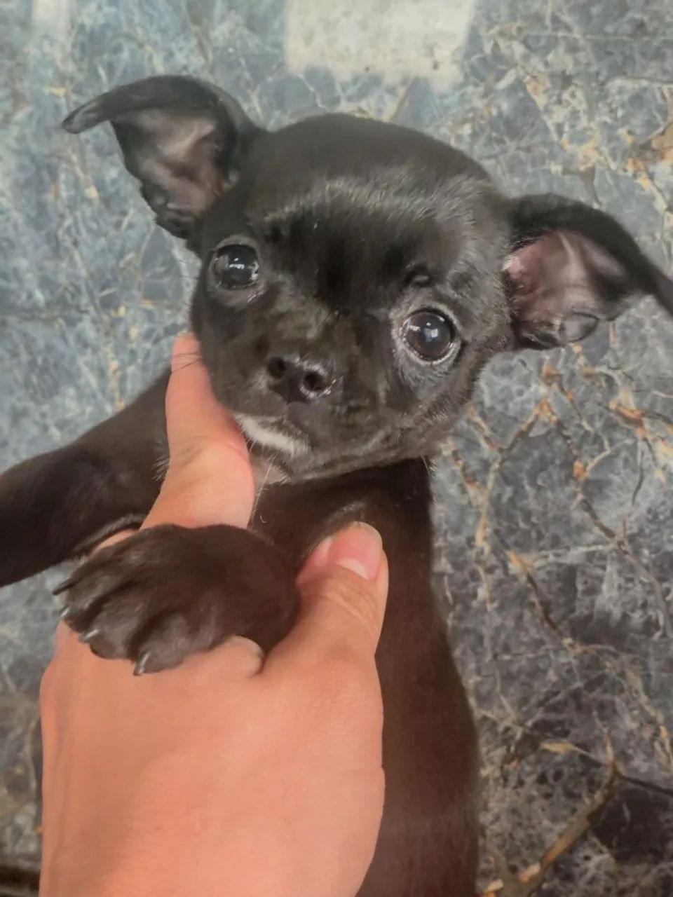 Chihuahua  - Foto 2