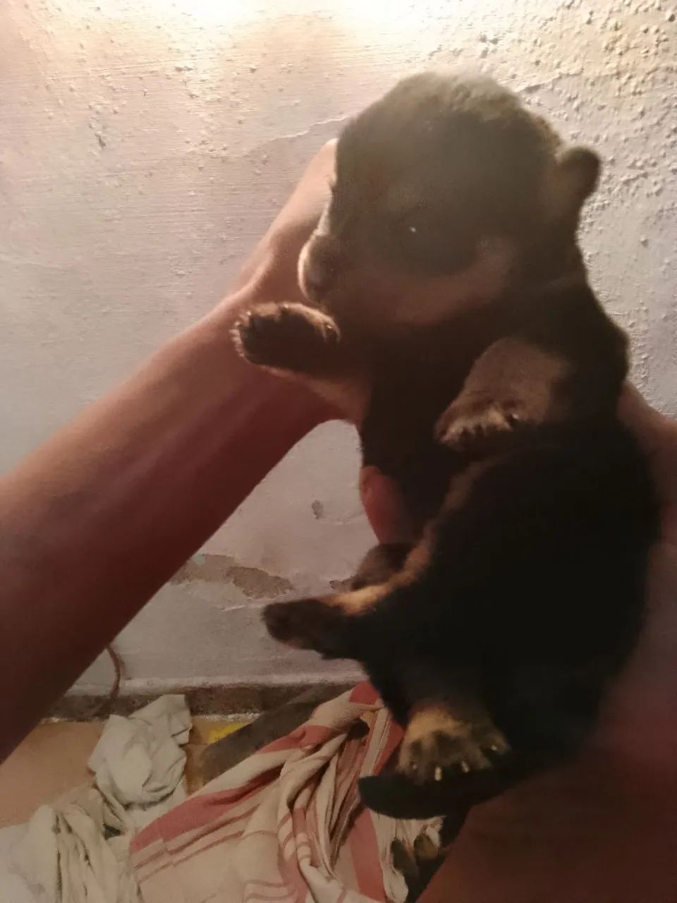 Rottweiler a venda  - Foto 3
