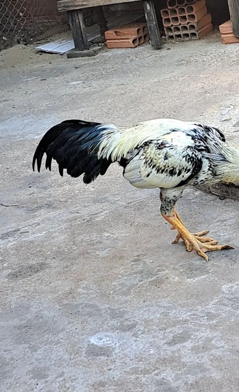 GALO INDIO  - Foto 4