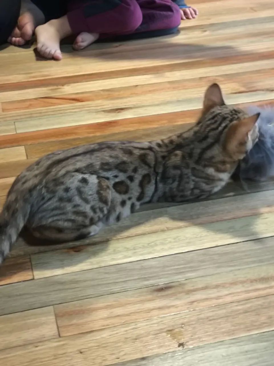 Gato bengal com pedigree 