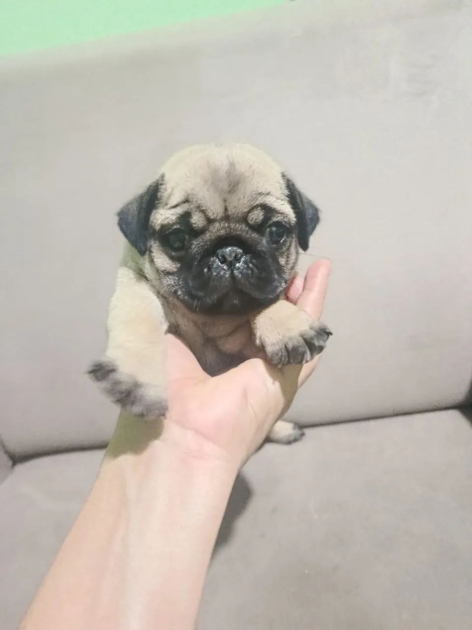 Pug fêmea 