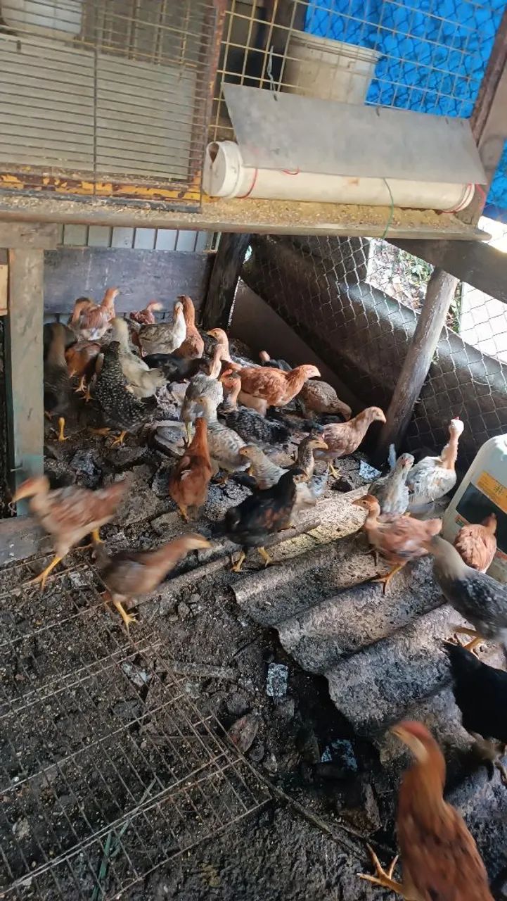 Frango(a)  caipira  - Foto 2