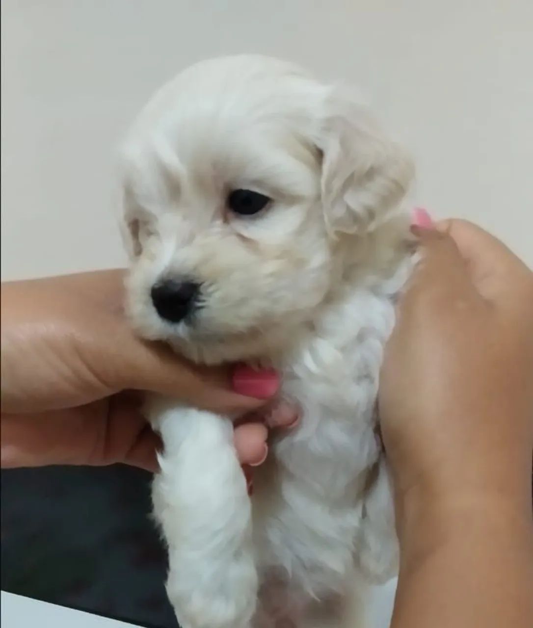Procuro poodle  - Foto 2