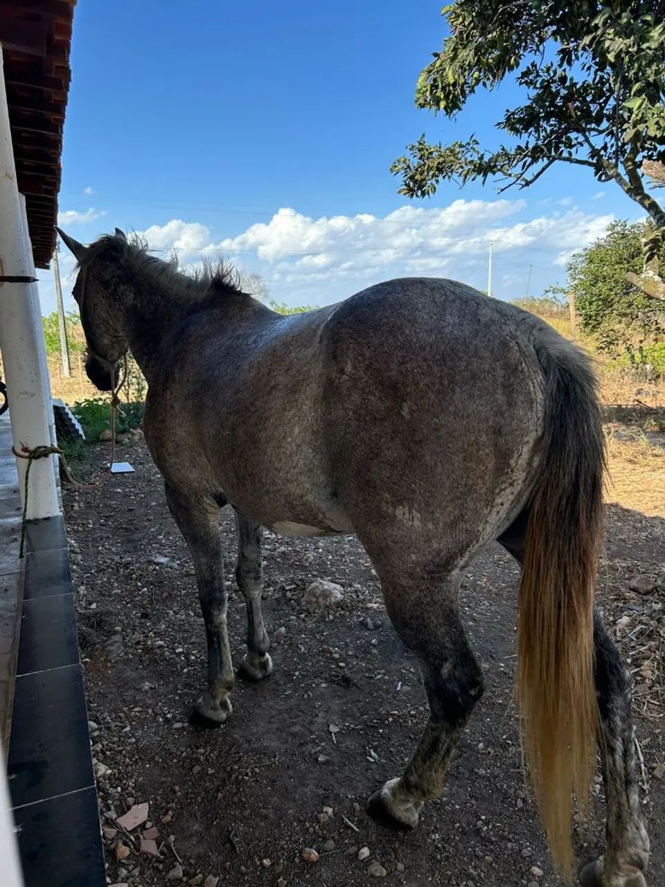 Cavalo quarto de milha - Foto 3