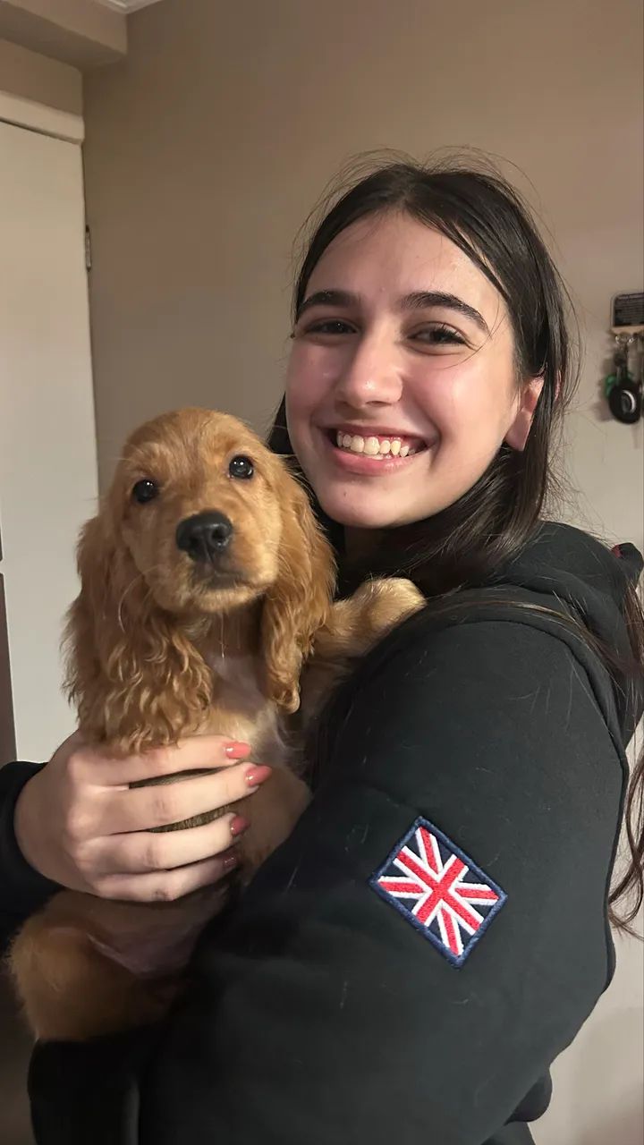 Filhotes de cocker spaniel - Foto 2