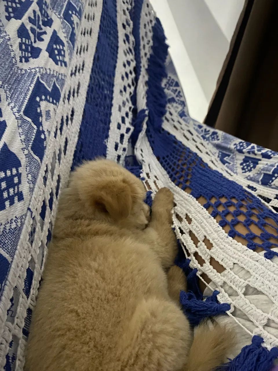 Filhote de Chow Chow - Foto 5