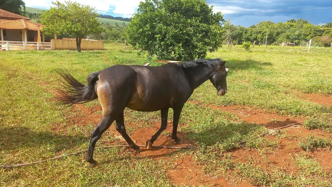 Égua nova  - Foto 3