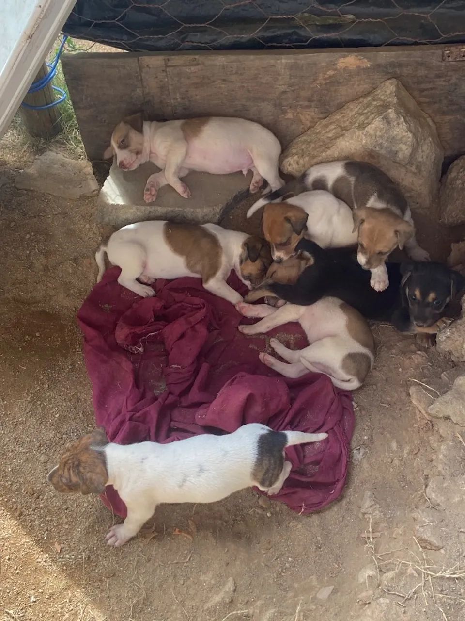 Cachorro - doação  - Foto 5