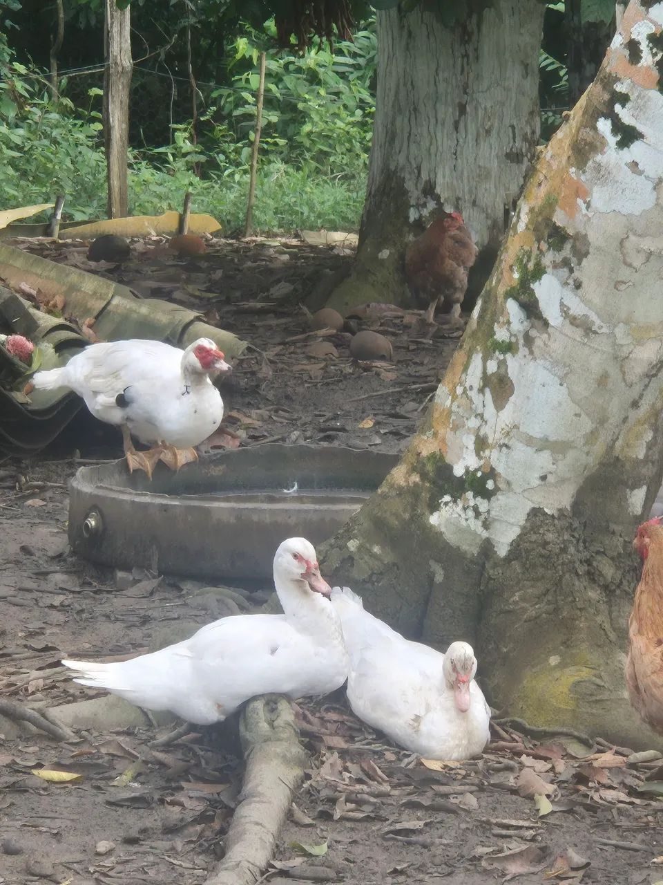 Vendo Pato