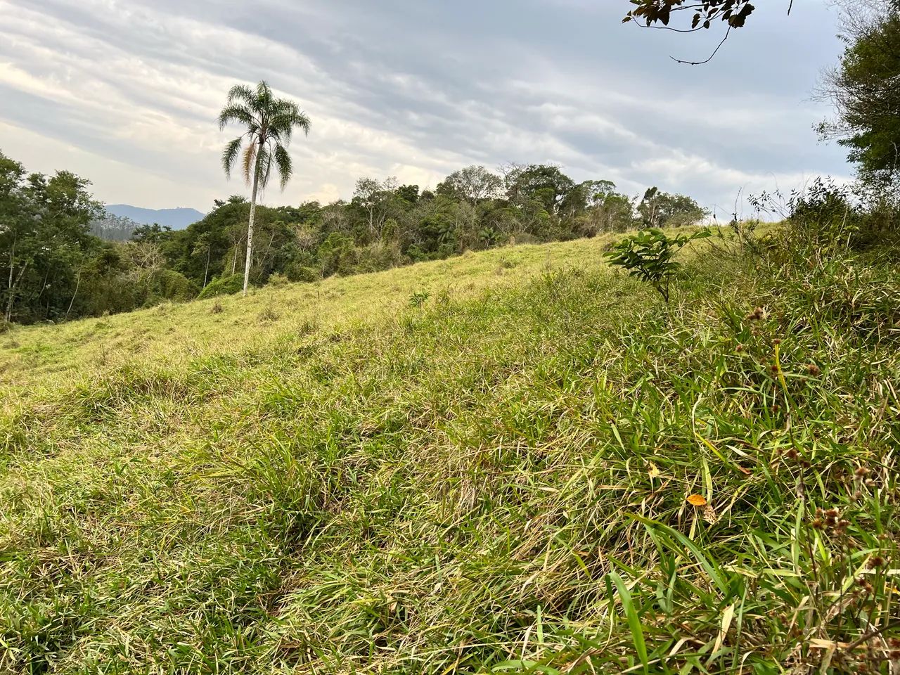 Foto - Joinville - João Costa