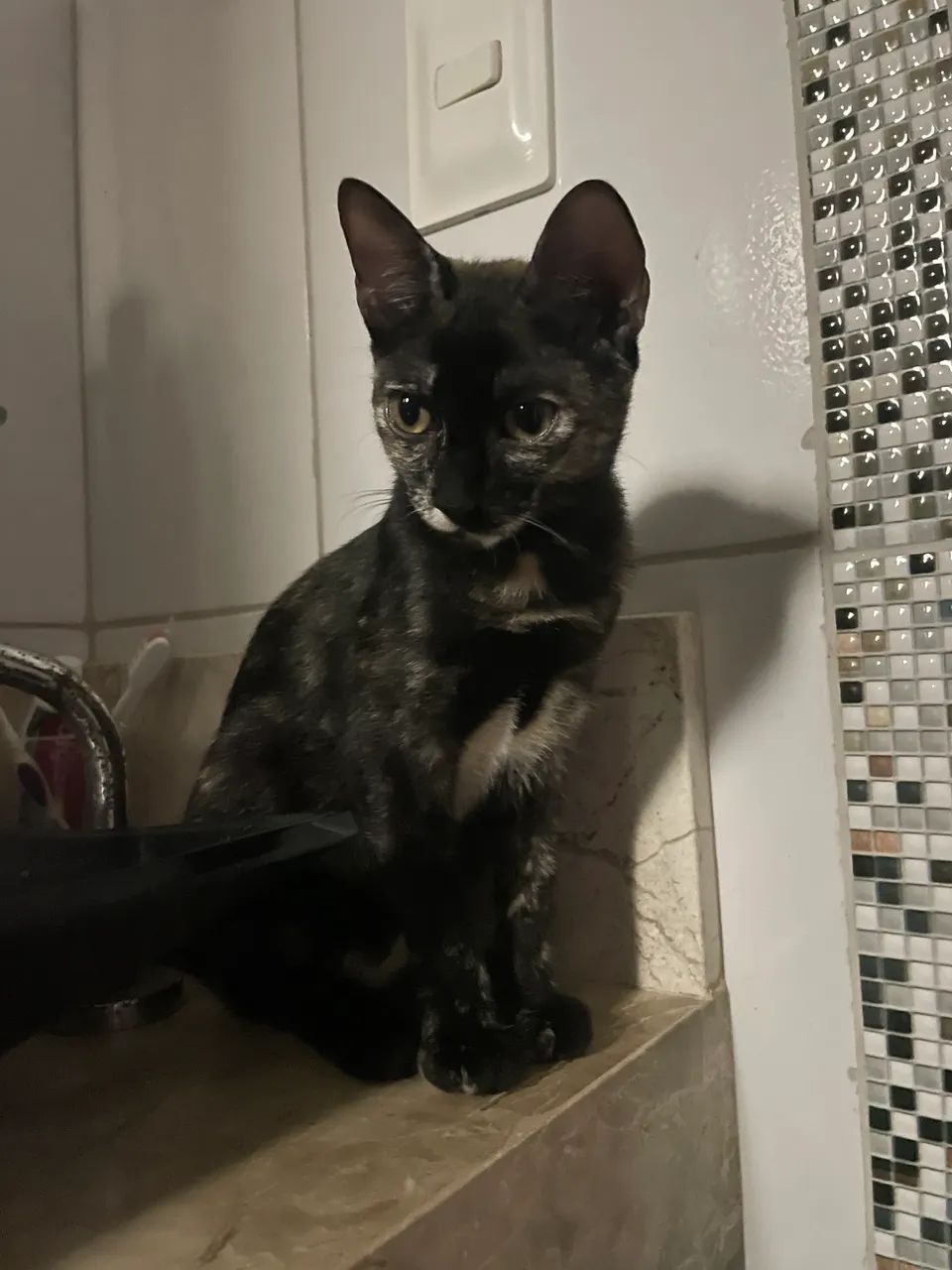 Gatinha para doação 