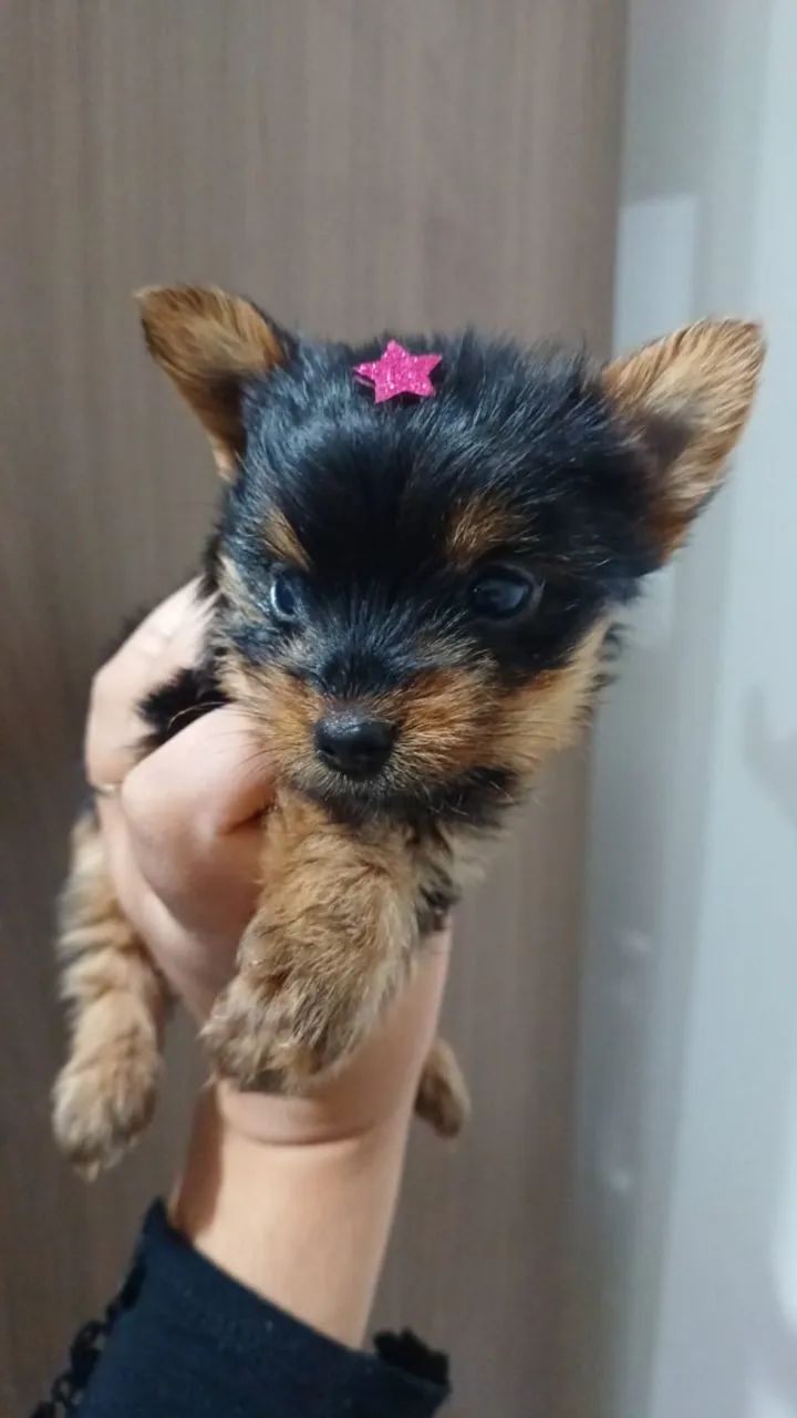 yorkshire terrier - Foto 2