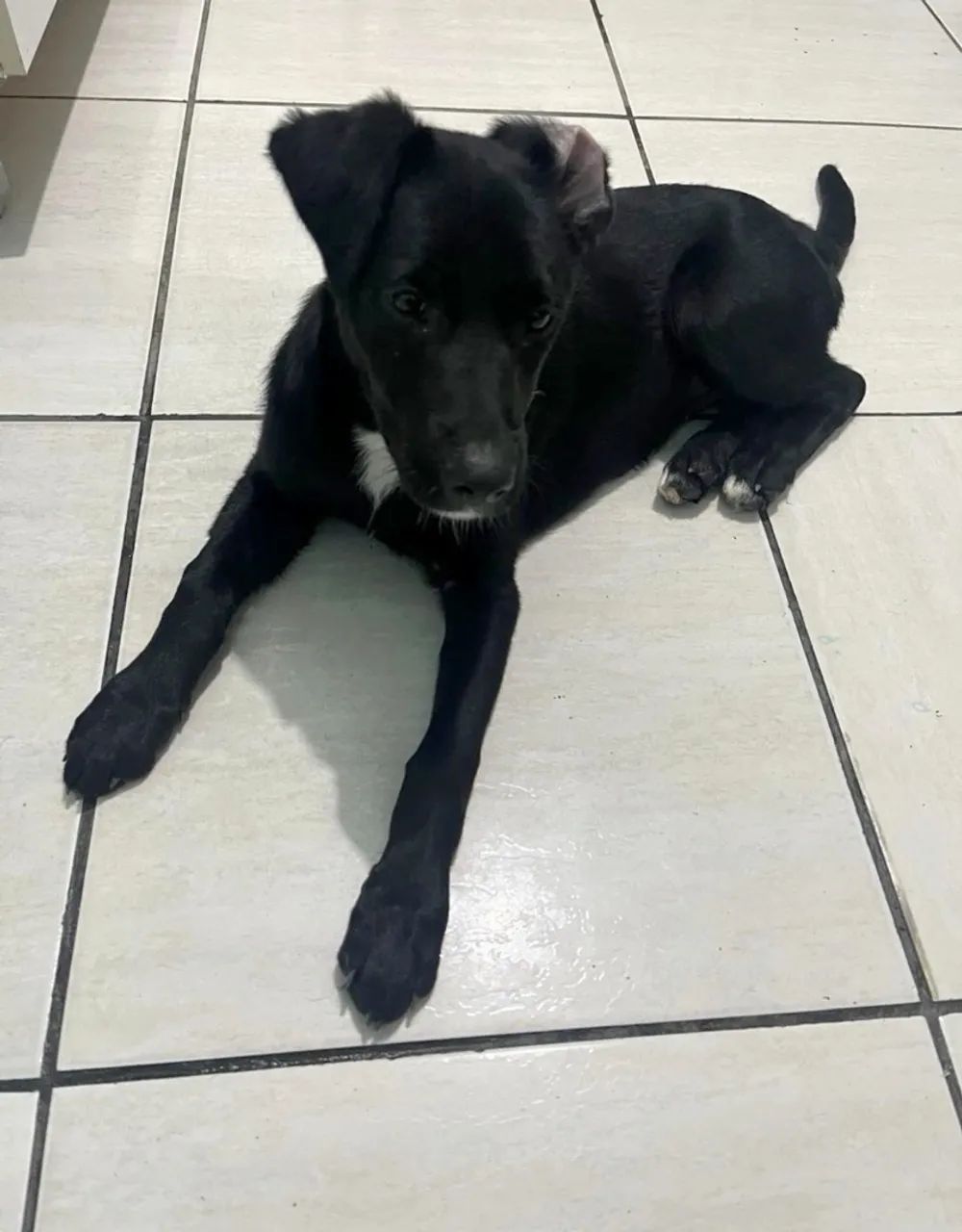 Animais - Foto 3
