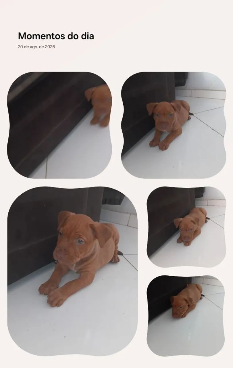 Cachorra pitbull - Foto 3
