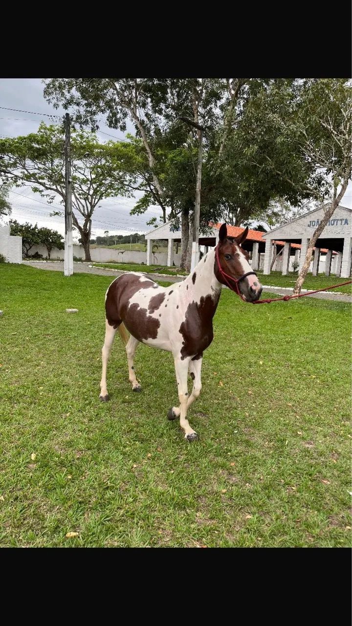 Animais para agropecuária  - Foto 2