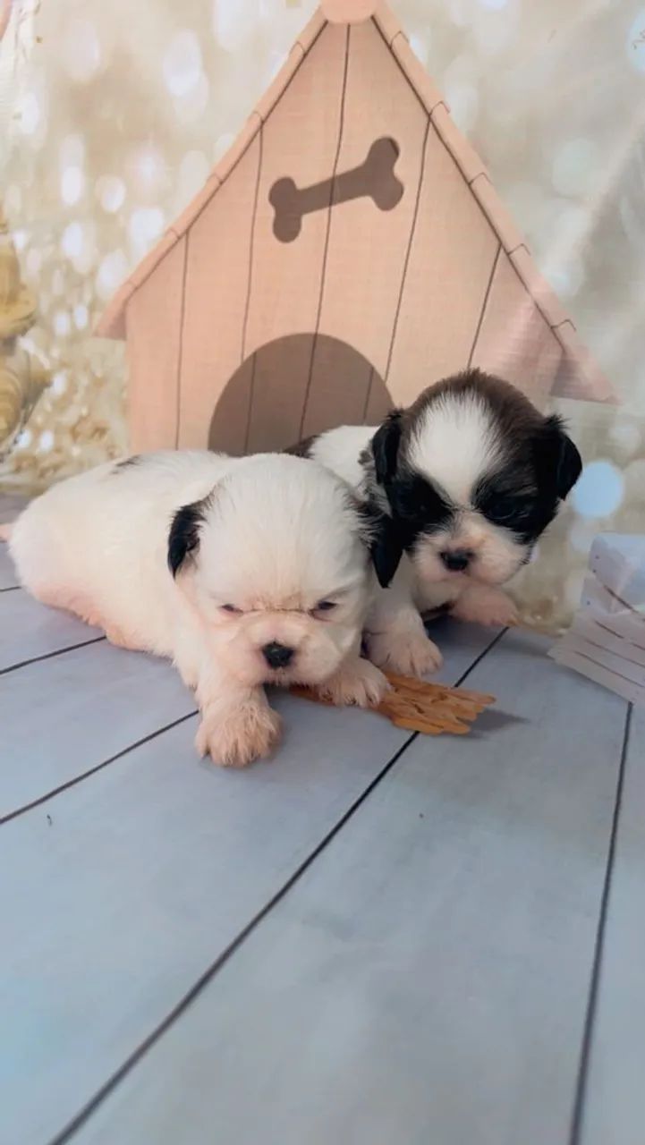 Shih Tzu