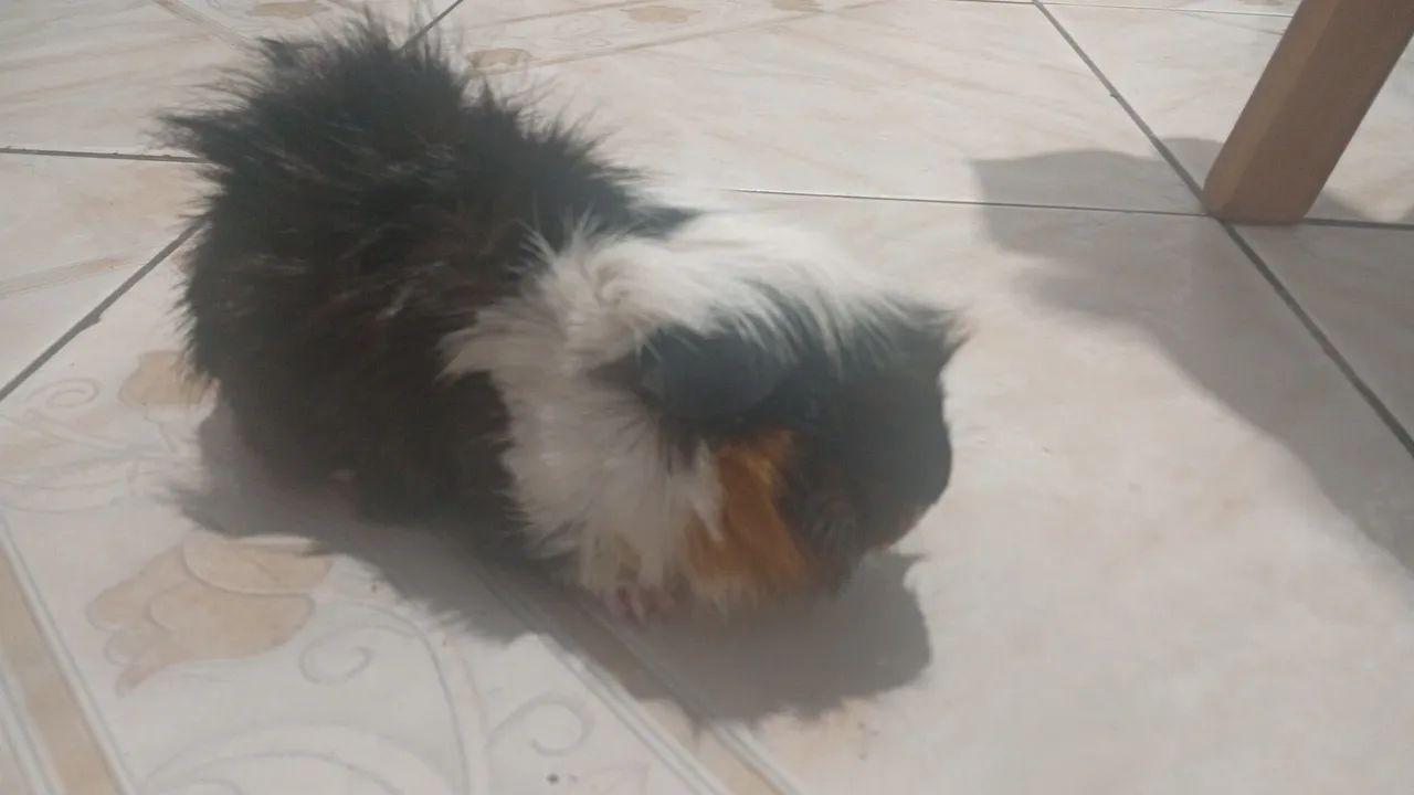 Porquinhos da índia - preá - Foto 3