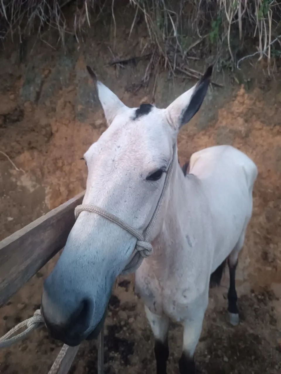 Cavalo  - Foto 2