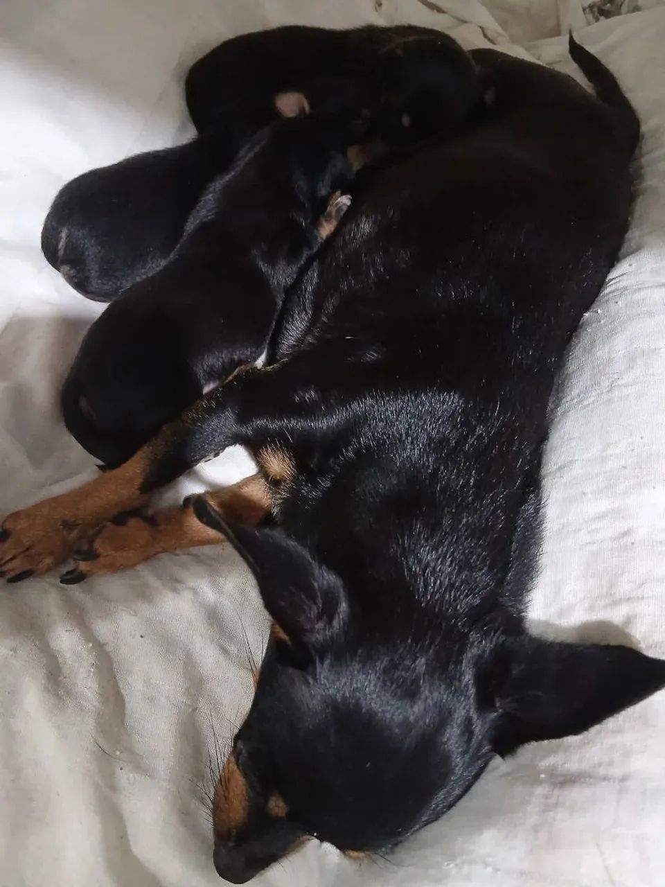 Pinscher 