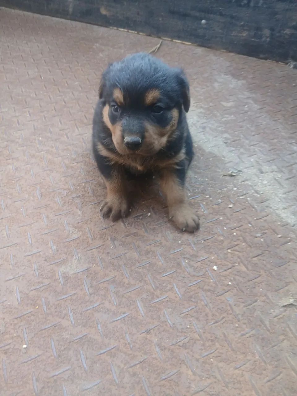 Filhotes rottweleir  - Foto 2