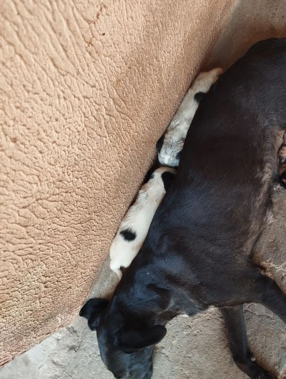 Filhote de cachorro vira-lata - Foto 5