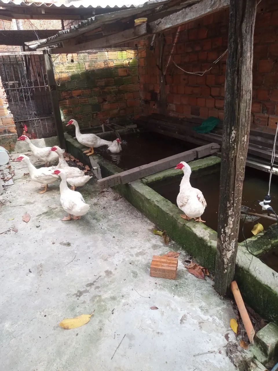 Pato - Foto 3