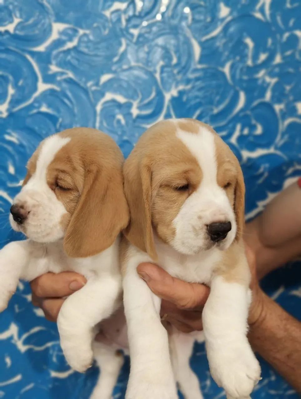 Filhotes de beagle - Foto 2