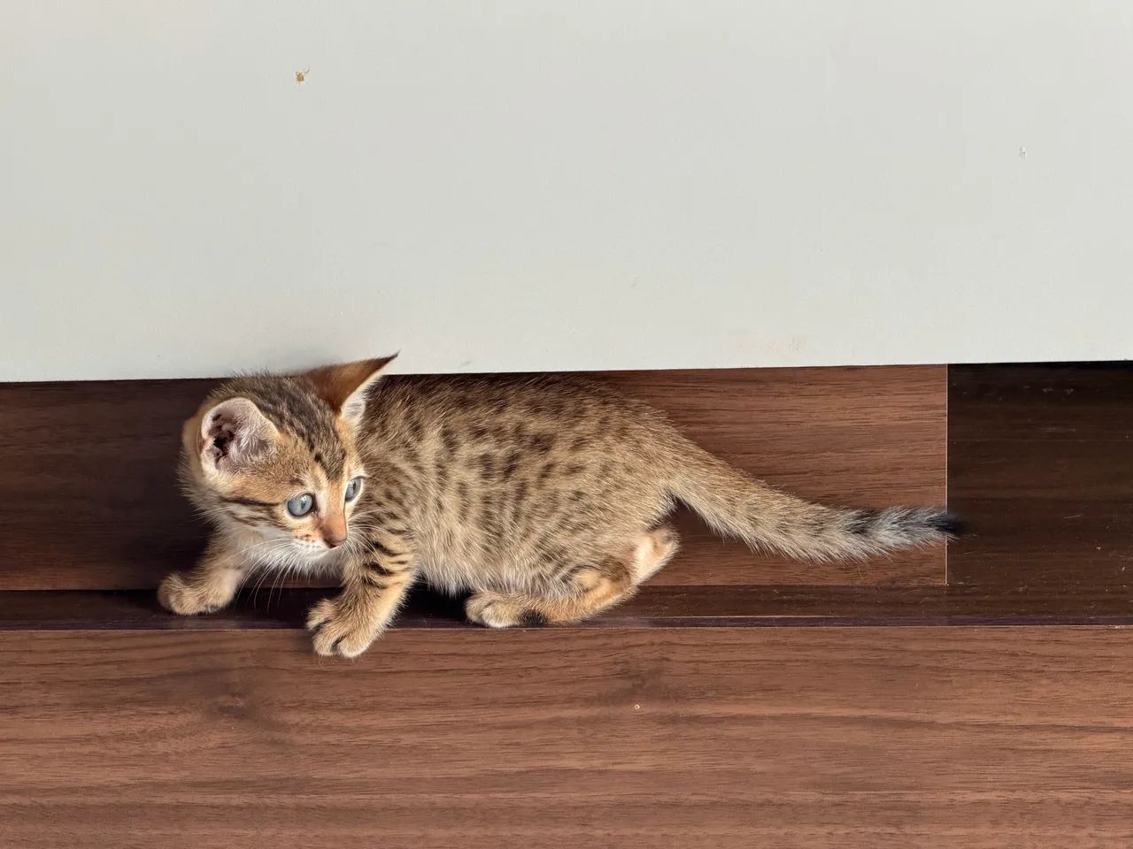 Gatos Bengal  - Foto 3