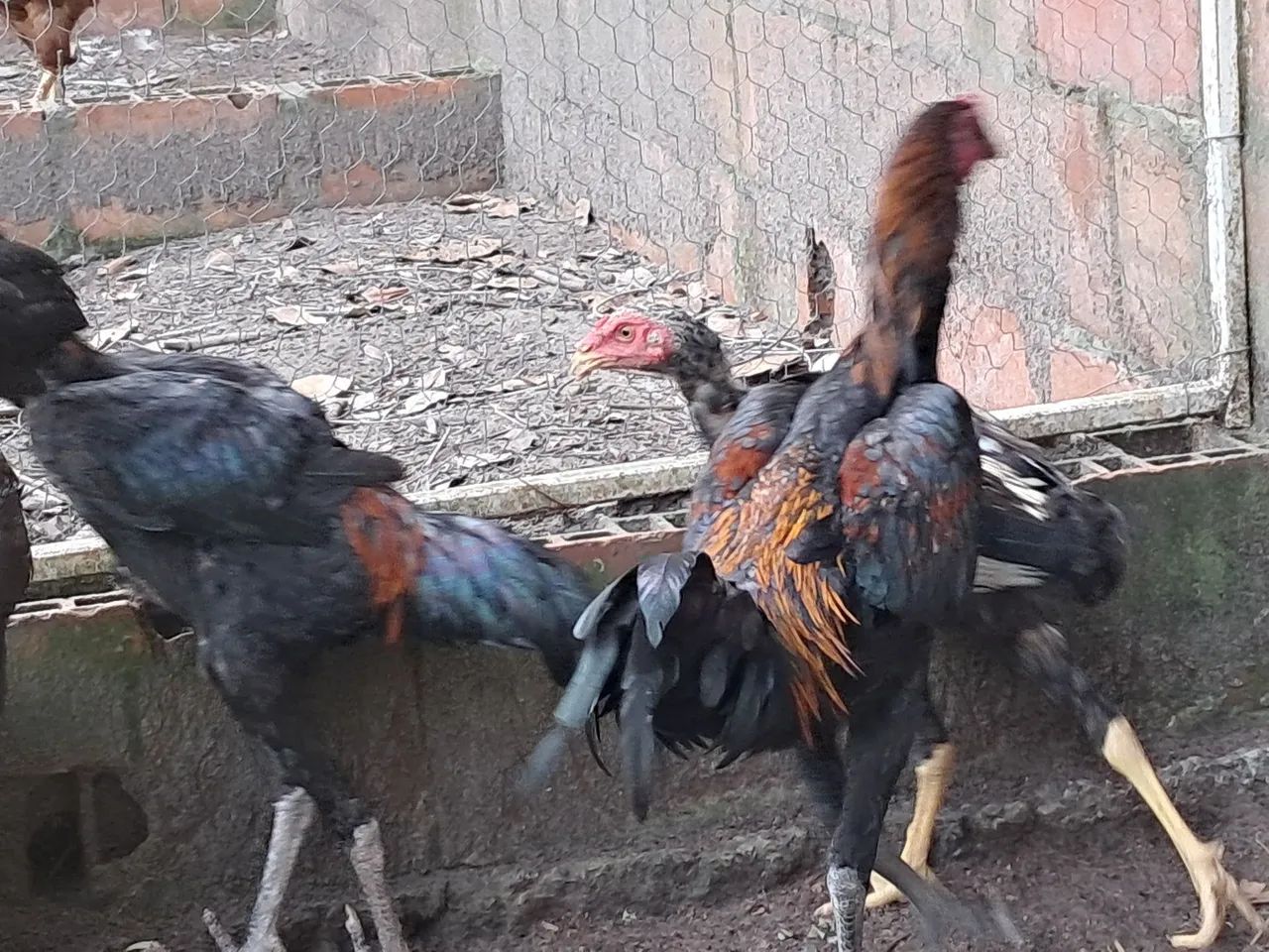 Galinha india raça pura - Foto 3