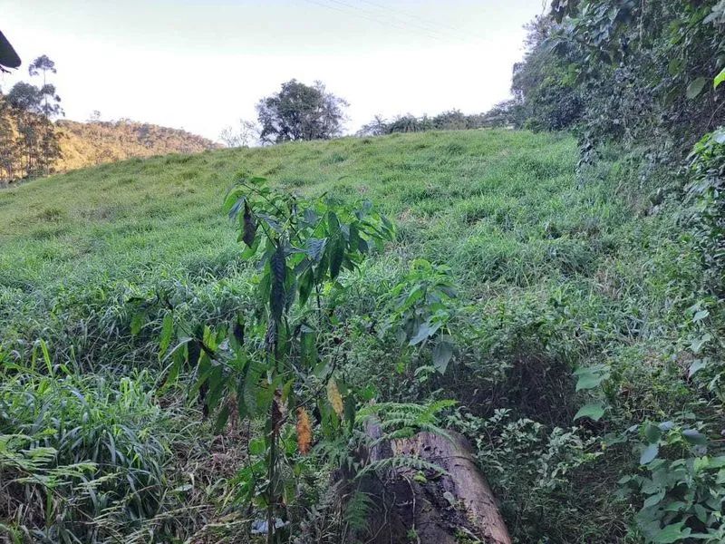 Terreno BENEDITO NOVO - SC - Foto 5