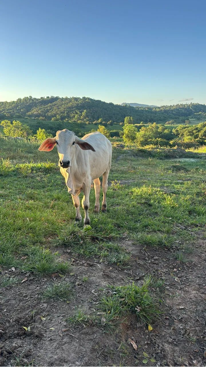 Garrotes  - Foto 4