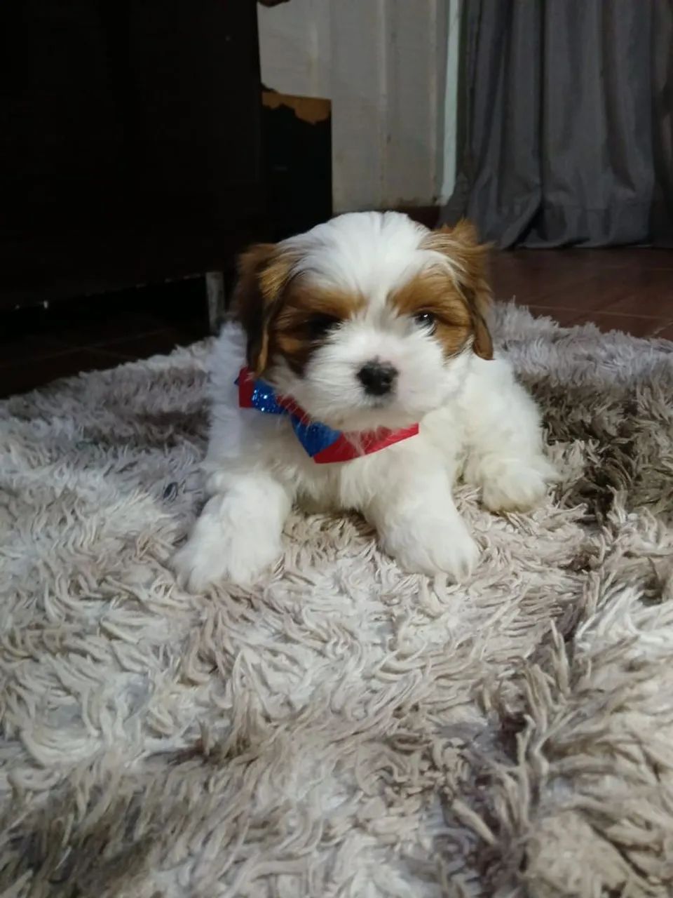 Lhasa apsso lindos bebes - Foto 2