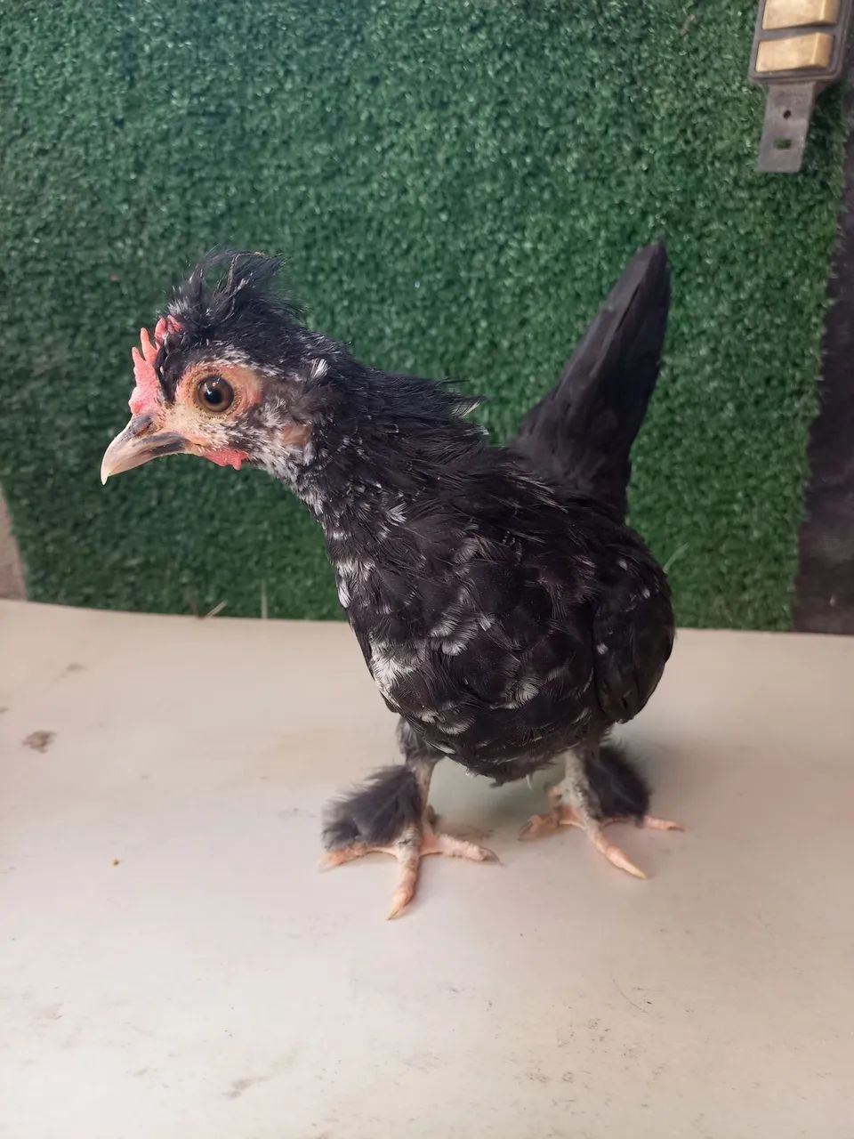 Mini Garnizé modelado 