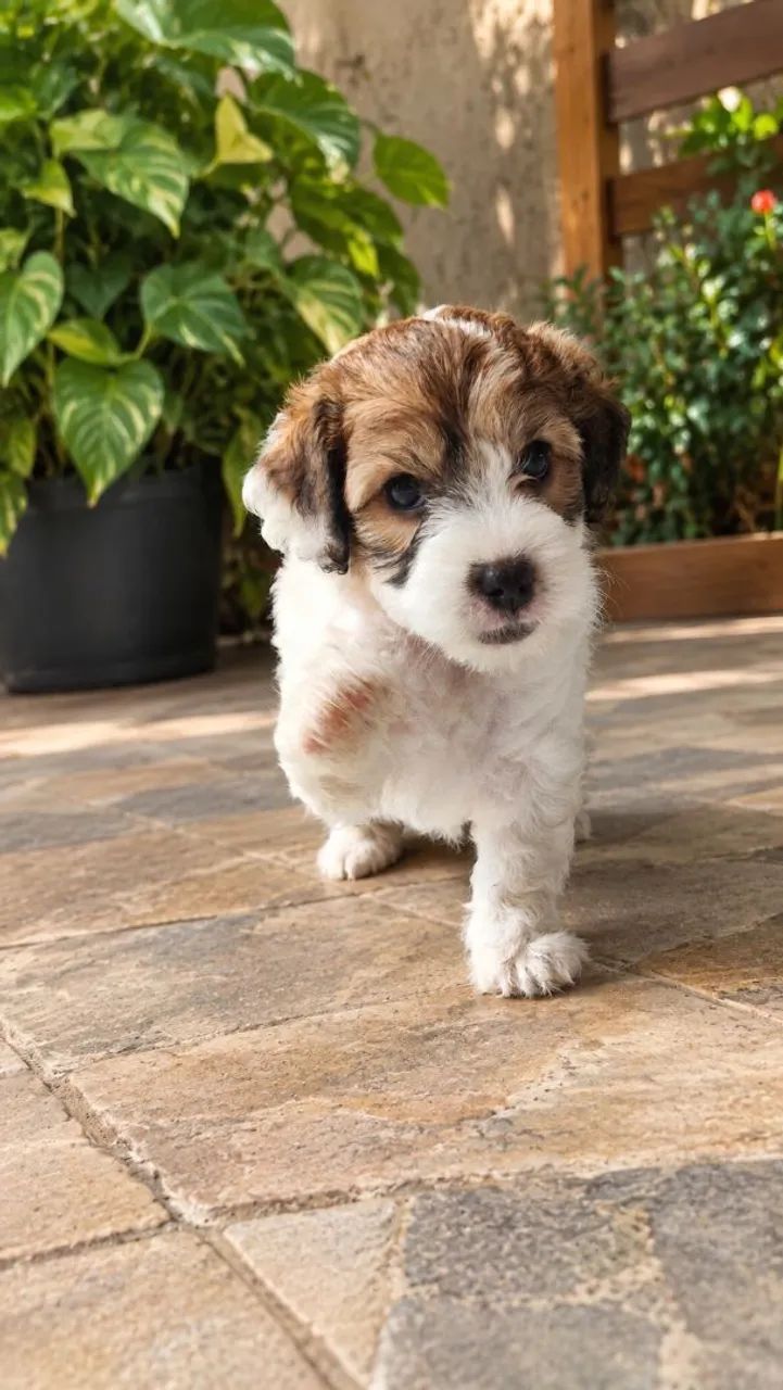 Poodle  - Foto 2