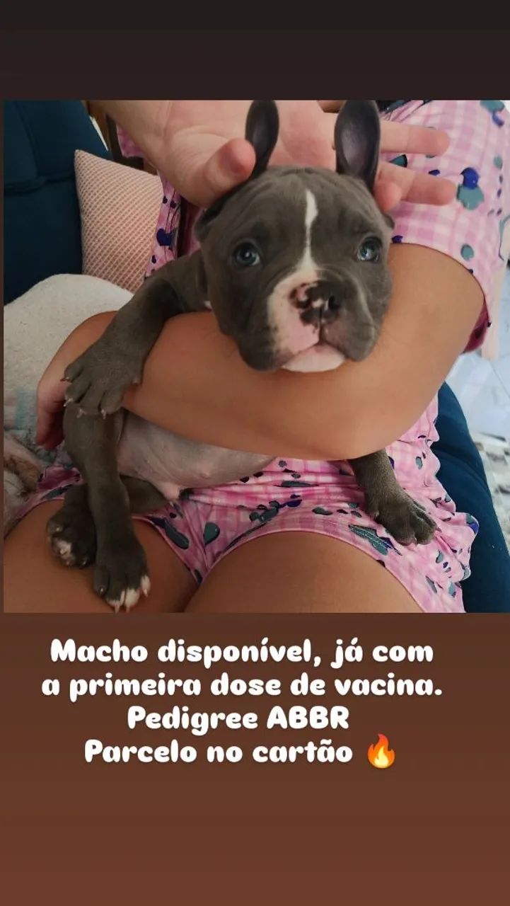American Bully fêmeas e machos - Foto 4