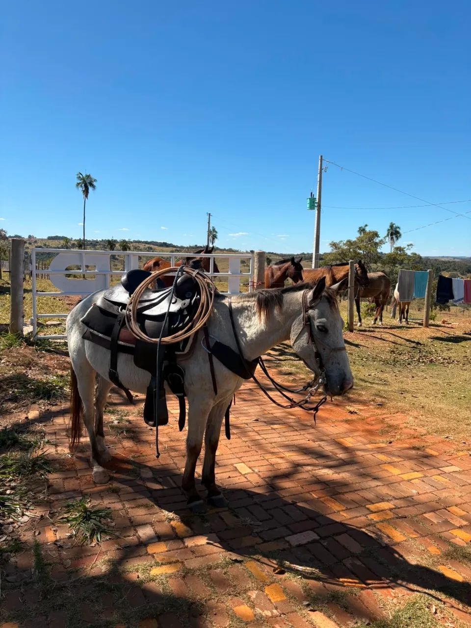 Vende-égua  - Foto 2