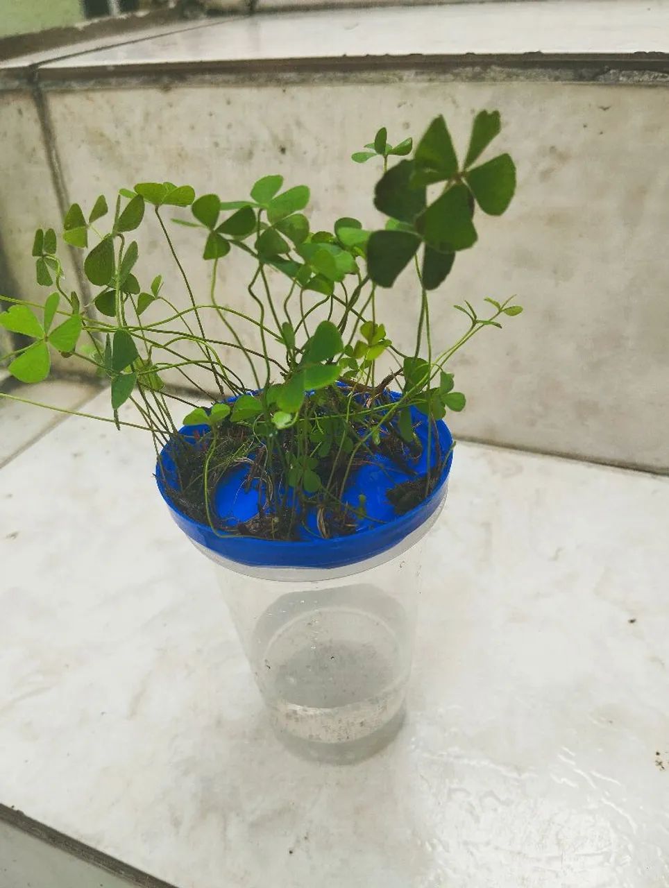 Vendo mudas de trevo ? folhas  - Foto 2